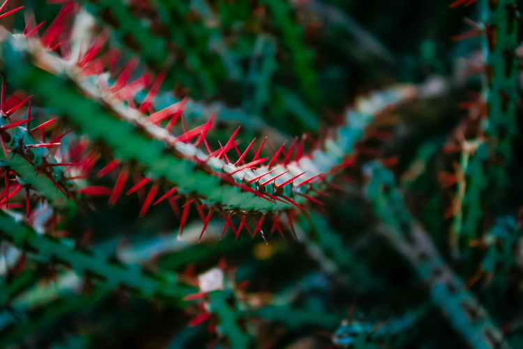 Close-up of plant with thorns