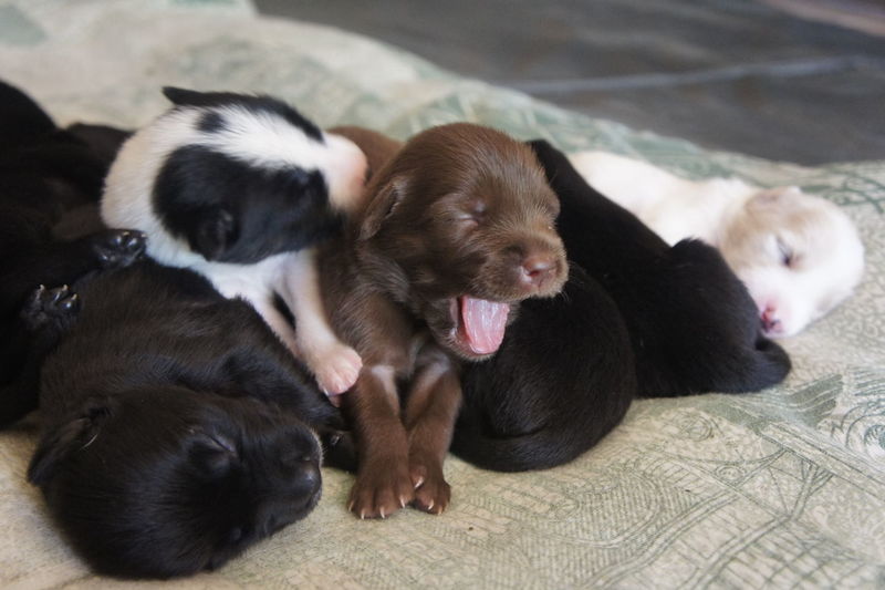 Close-up of cute puppies resting at home