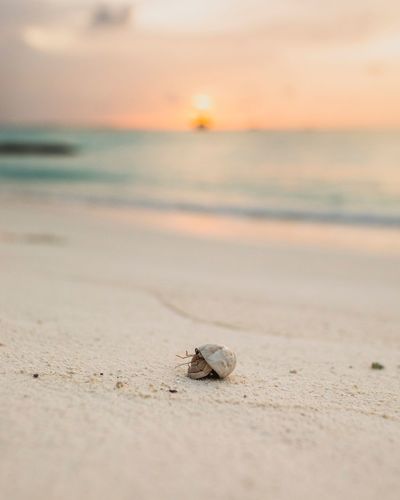 Snail at beach