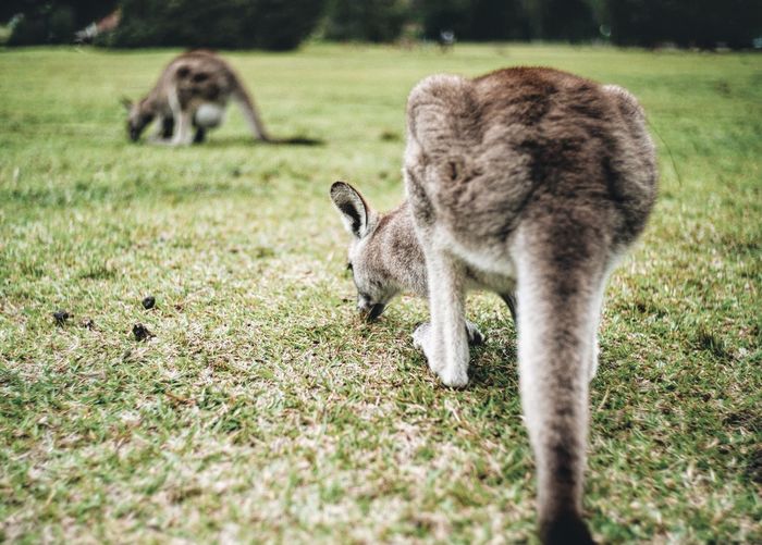 Kangaroos grazing on grassy field