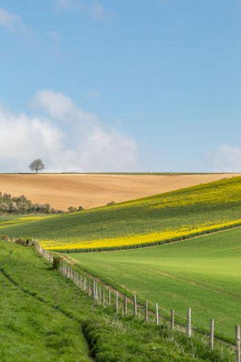 Farmland in the south downs in sussex, on a sunny spring day
