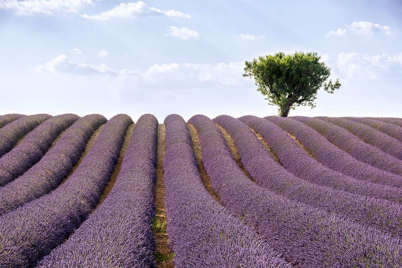 Low angle view of lavender field against sky