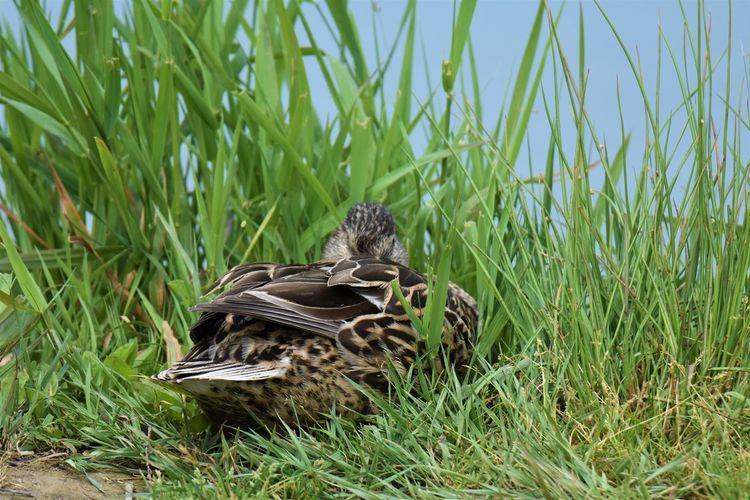 Mallard duck in grass