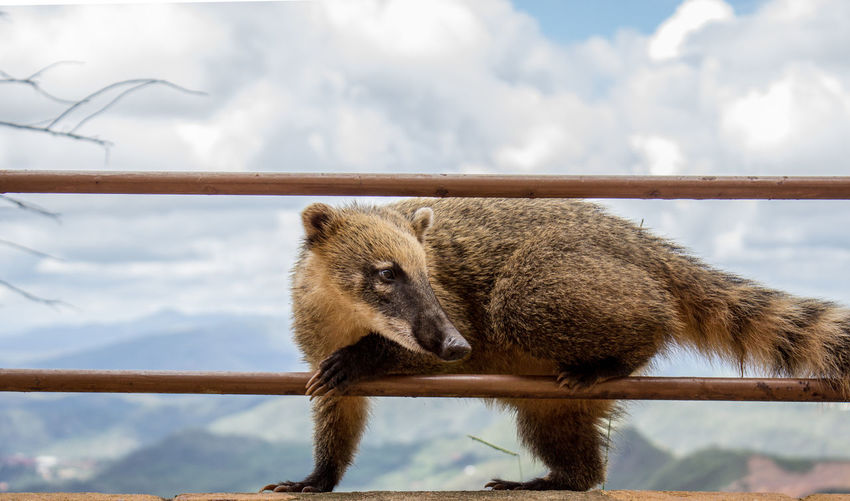 Close-up of mammal looking away while standing by railing against cloudy sky