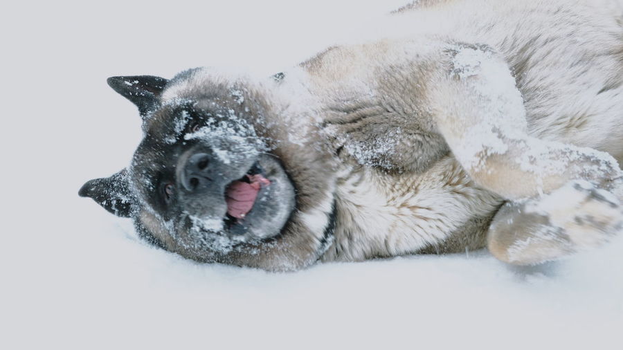 Close-up of a dog resting on snow