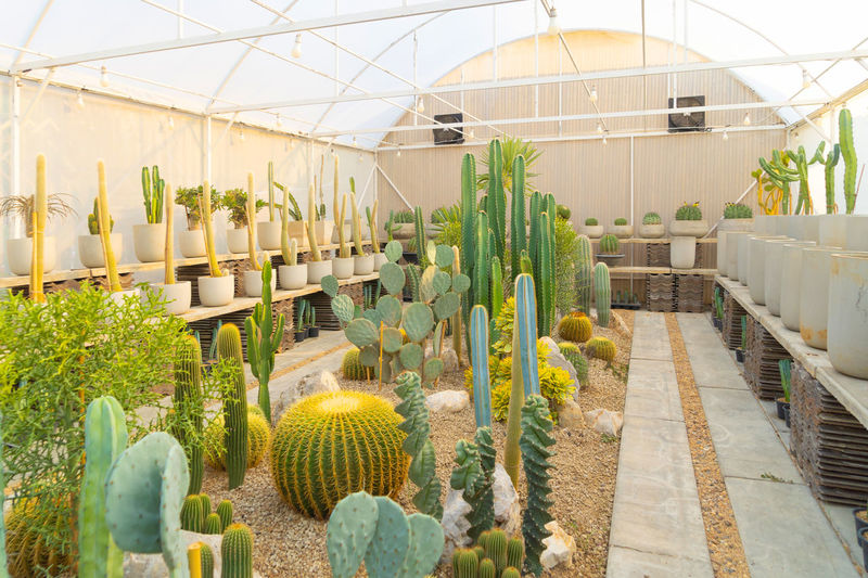 Panoramic view of plants
