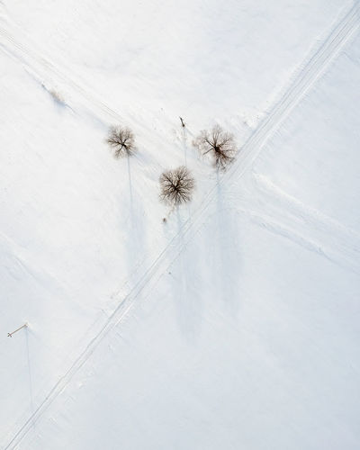 High angle view of spider on snow covered land