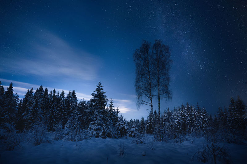 A starry winter night in the forest near jessheim, norway