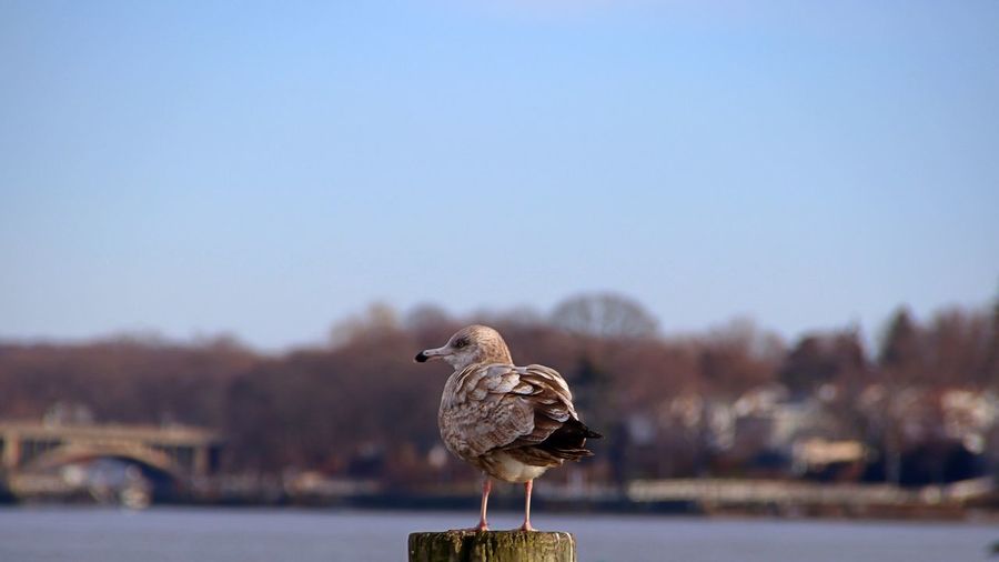 Seagull perching on a pole against the sky