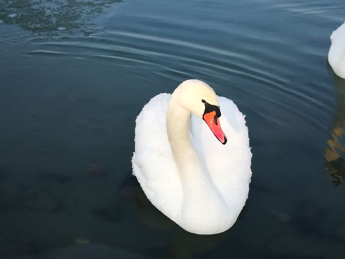 High angle view of swan in lake