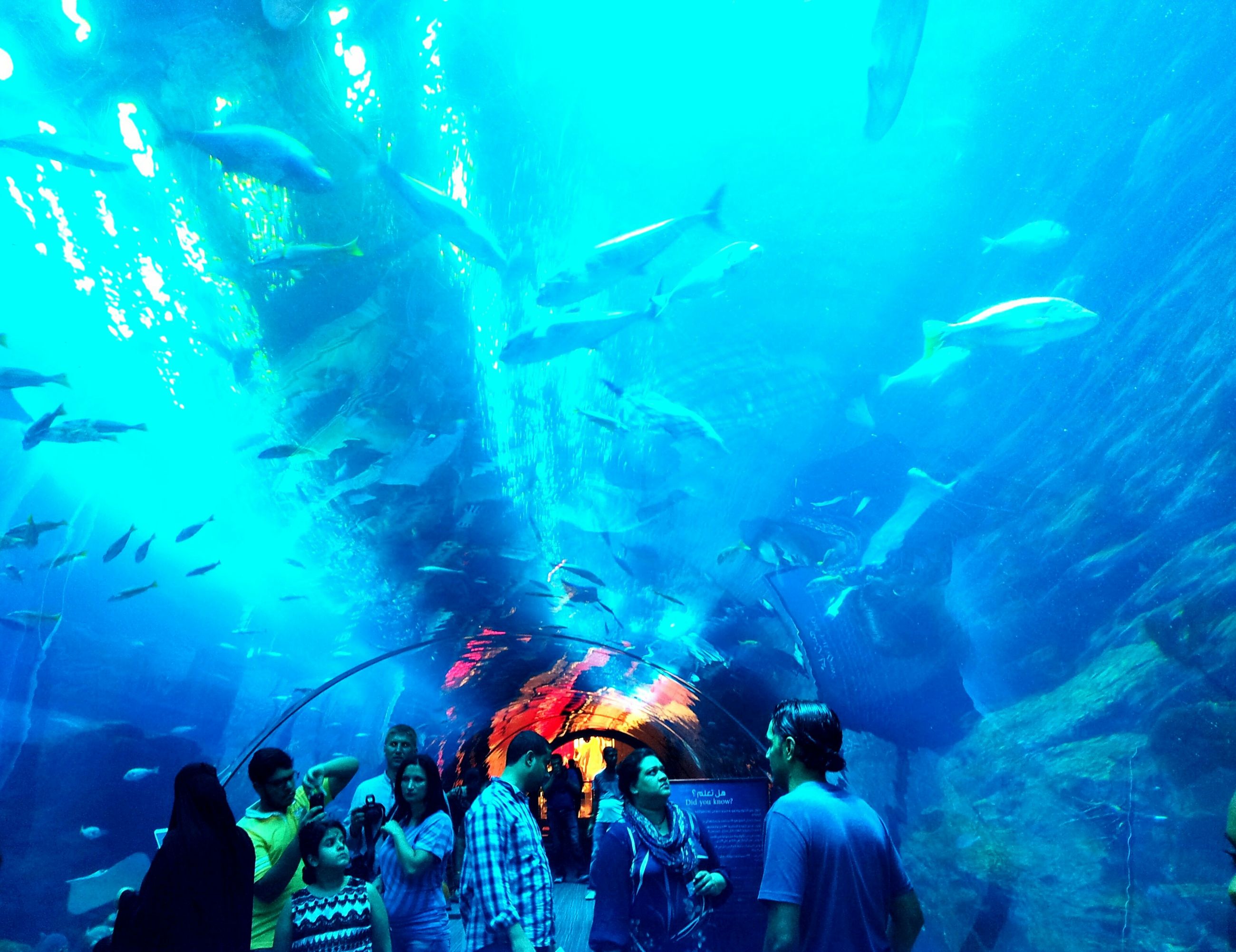 blue, underwater, large group of people, indoors, illuminated, men, lifestyles, leisure activity, enjoyment, crowd, arts culture and entertainment, togetherness, swimming, night, concert, fun, person, aquarium