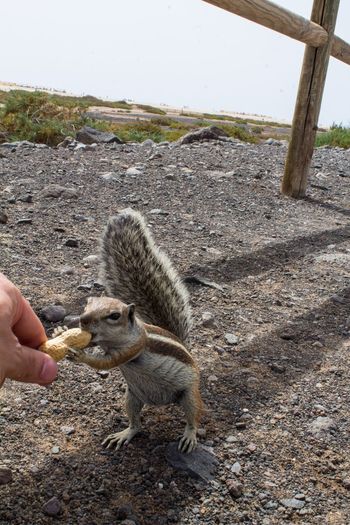 Cropped hand of person feeding peanut to chipmunk on field