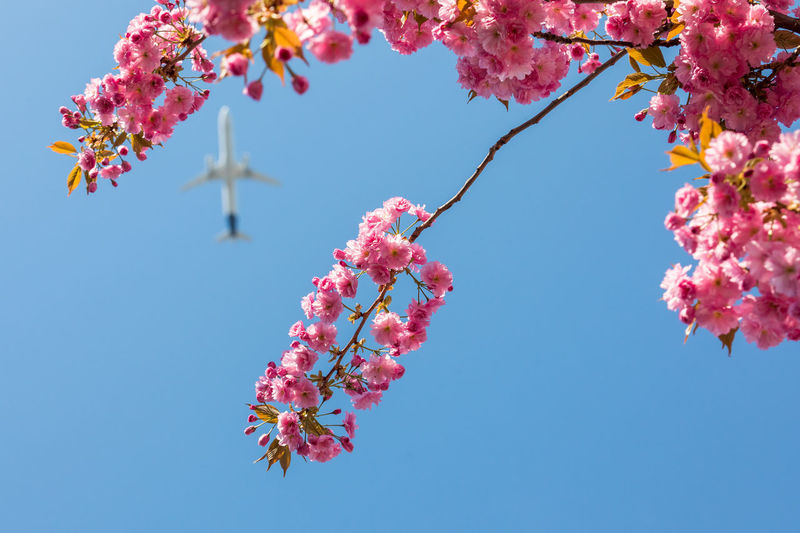 Low angle view of pink cherry blossom against clear blue sky