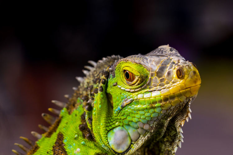 Close-up of iguana