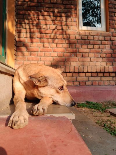 Dog sitting against brick wall
