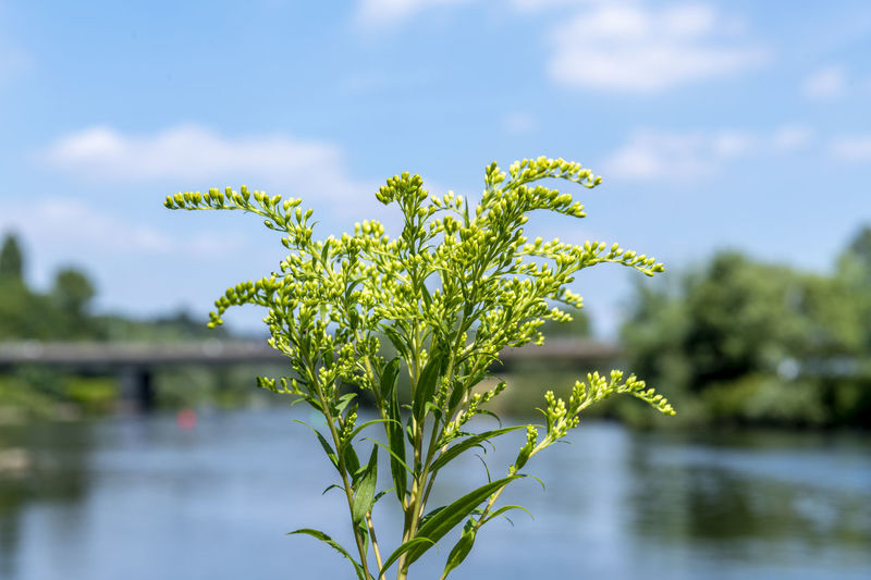 plant