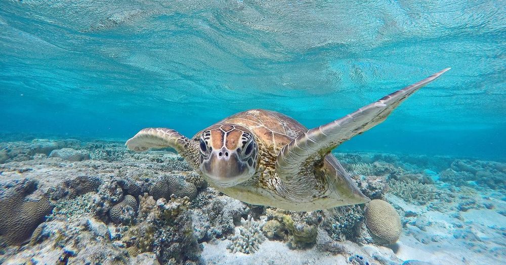 Close-up portrait of turtle in sea