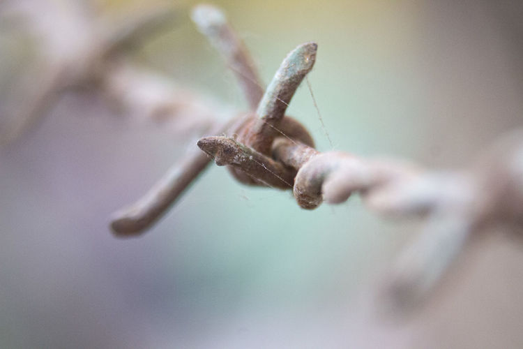 Close-up of hand on twig