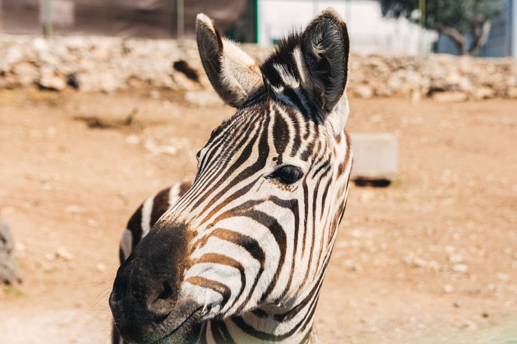 Portrait of an african zebra.