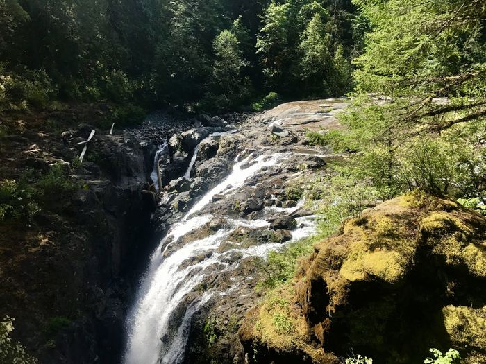 Scenic view of waterfall in forest
