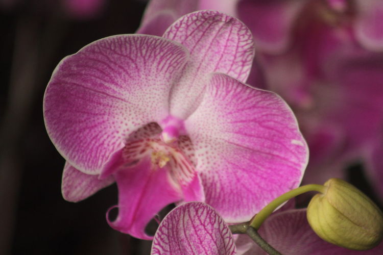 Phalaenopsis shaped like a butterfly