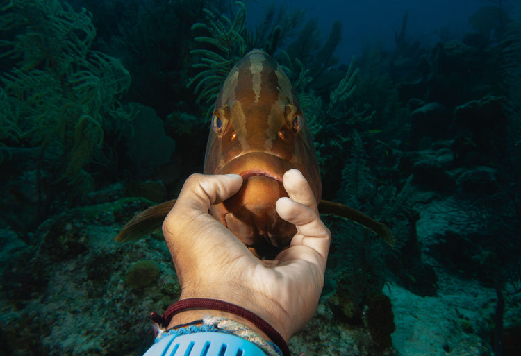 Cropped hand touching fish tank