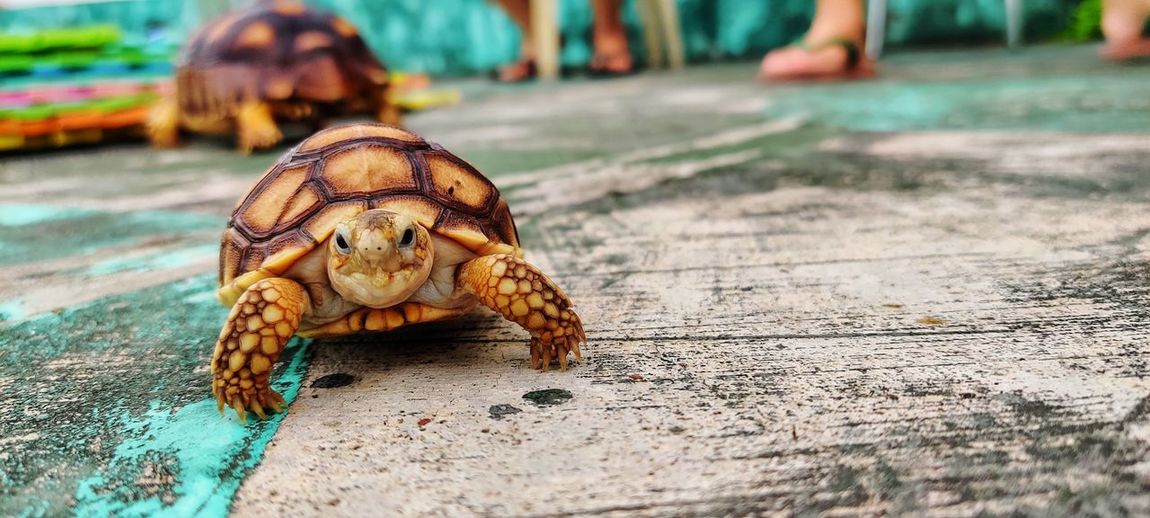 Close-up of a baby sulcata tortoise