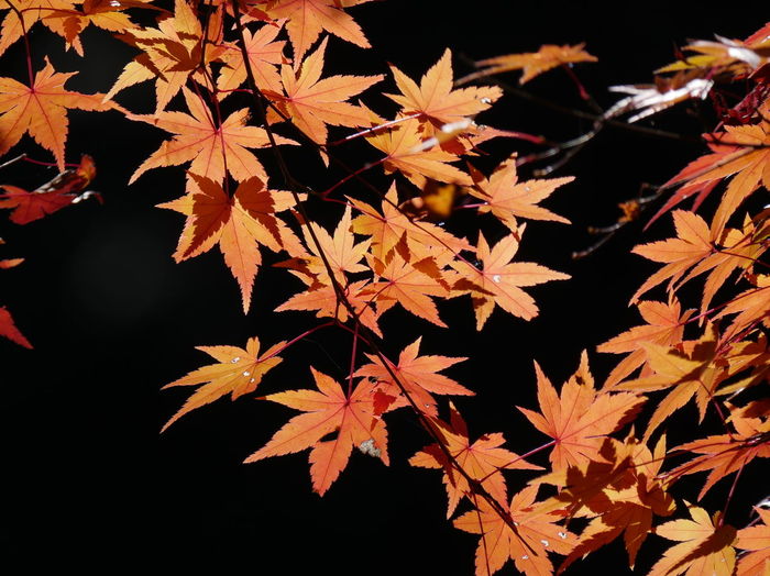 Close-up of autumn leaves at night
