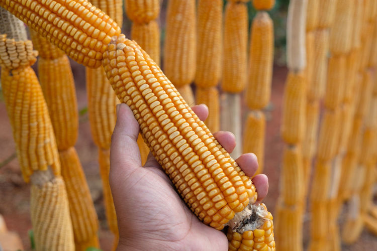 Close-up of hand holding dry corn