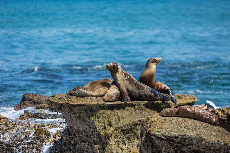 A group of  sea lions sunning themselves on the rocks at la jolla cove in la jolla, california, usa