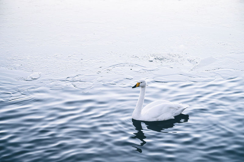 Beautiful swan on water surface