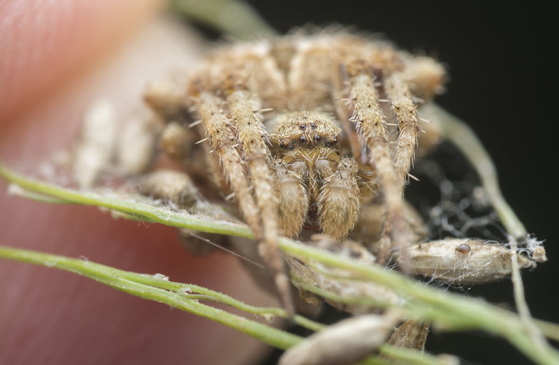 Gibbaranea bituberculata spider