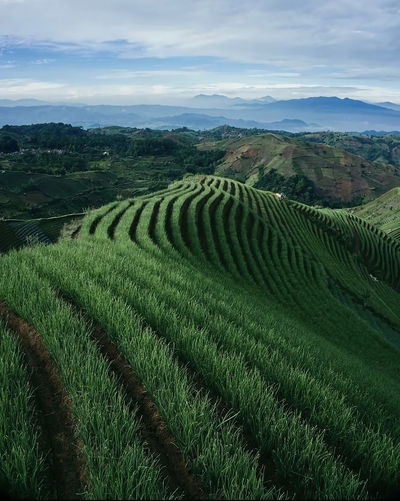 Rice fields on indonesian soil