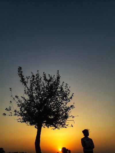 Low angle view of silhouette tree against clear sky at sunset