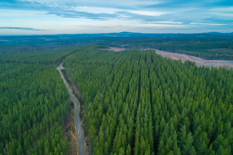 Aerial view of rural road passing through rows of pine trees plantation in melbourne, australia