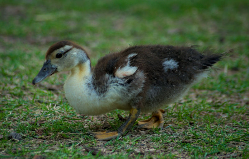 Close-up of a bird on field