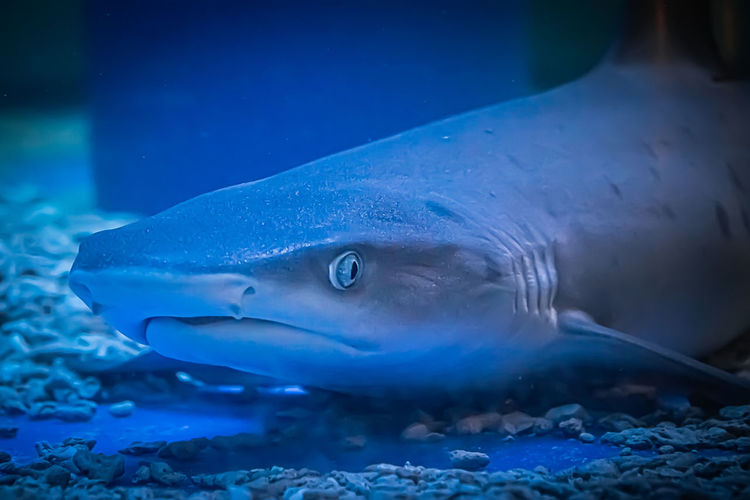 A predatory shark selachimorpha awaits a prey at the bottom in dark water. underwater