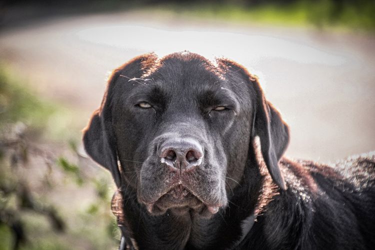 Close up of a brown labrador in the sun