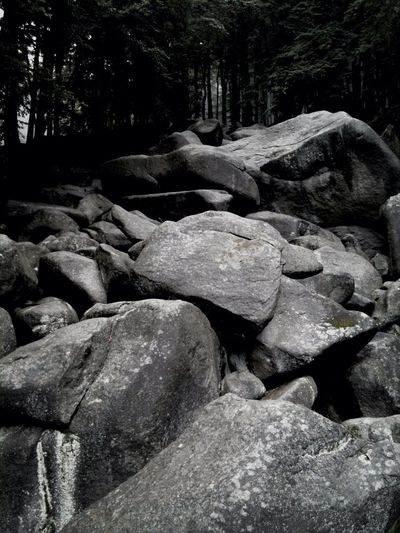 Rocks in forest