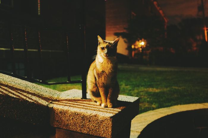Cat sitting on retaining wall at park during night