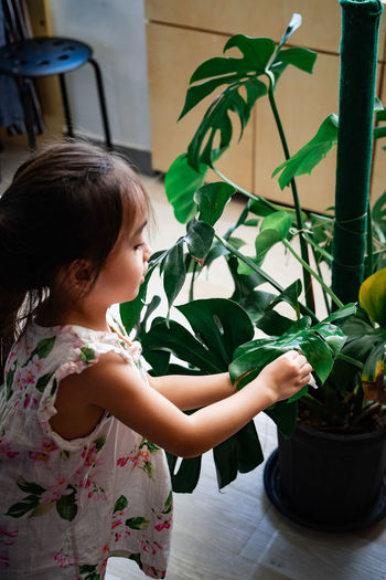 A little girl oiling the houseplant leaves, taking care of plant monstera. family home gardening.