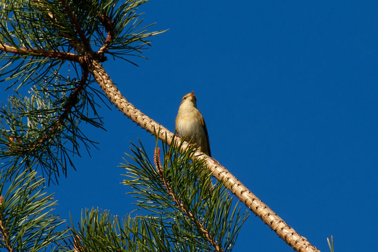Low angle view of wood warbler perching on branch against blue sky