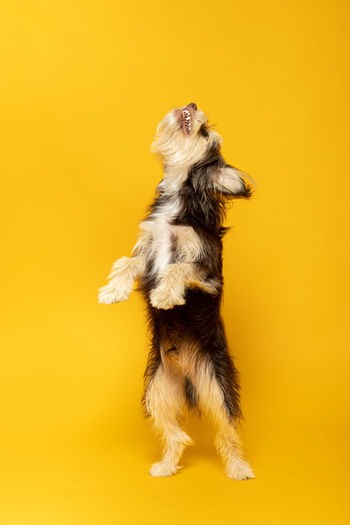 Dogs standing against yellow background