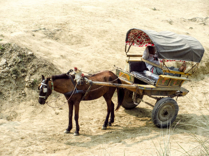 High angle view of man relaxing in horse cart