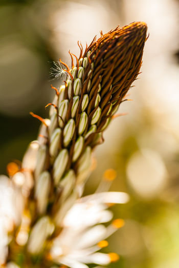 Close-up of flower growing on plant