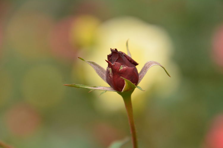 Close-up of wilted rose on plant