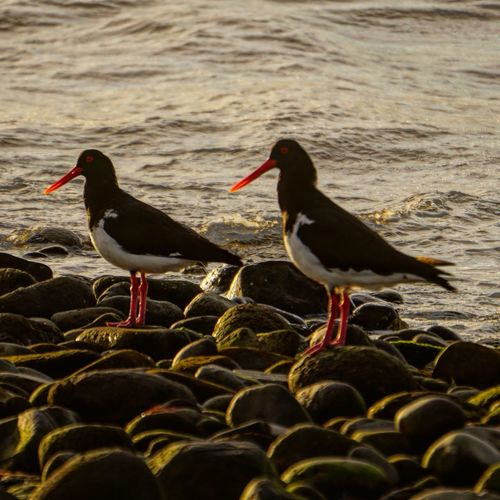 View of birds on beach.  pied oyster catchers