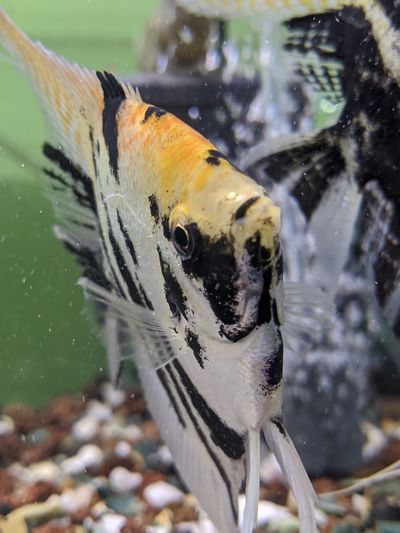 Close-up of fish swimming in aquarium