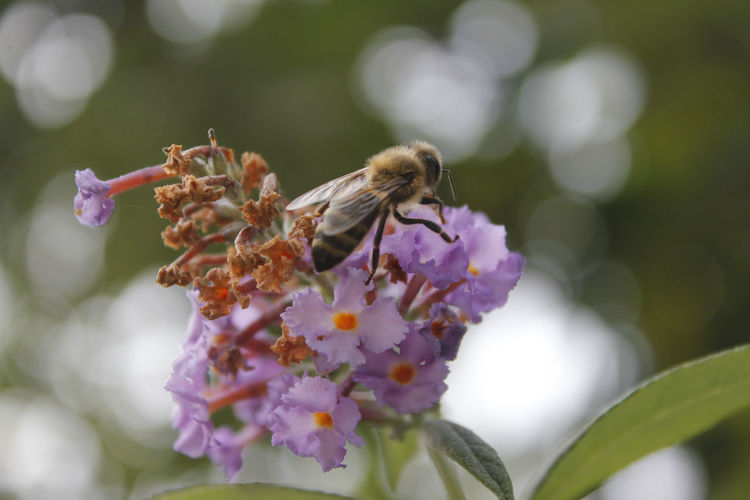 Close-up of insect on purple flower