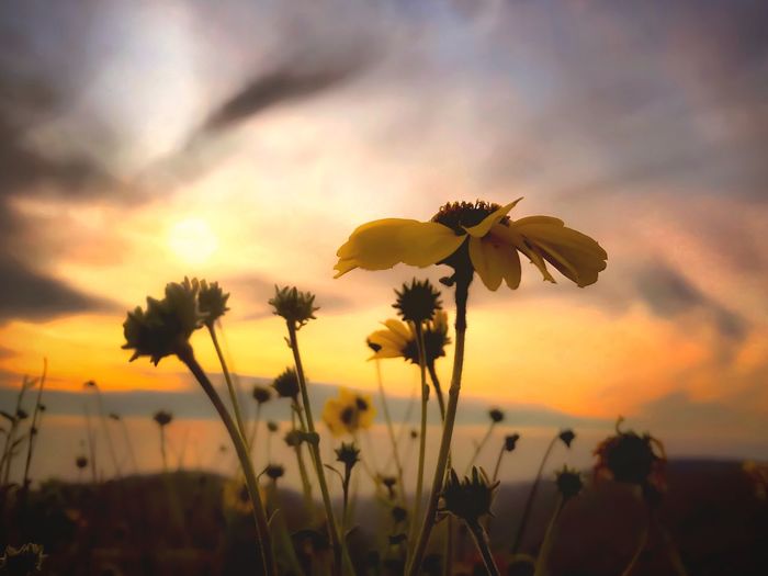 Close-up of yellow flowers against sunset sky
